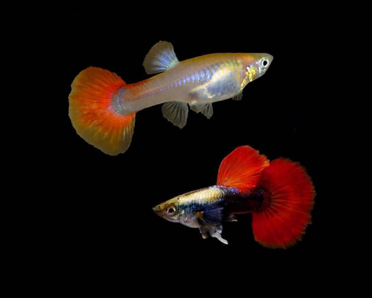 Dumbo Platinum Red Tail Guppy Pair ~ 2.5-3cm